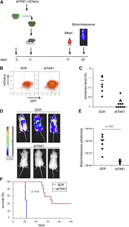 Figure 6. TAK1 inhibition results in impaired leukemia development and increased survival in a MOLM13 xenograft model. (A) Schematic representation of mouse experiment. (B) Sorting strategy of MOLM13 luciferase GFP-positive cells transduced with either control mCherry vector or shTAK1 mCherry hairpin. (C) Chimerism levels in peripheral blood after 2 weeks of injection of MOLM13 luciferase GFP/SCR mCherry cells or MOLM13 luciferase GFP/shTAK1 mCherry cells. (D) Bioluminescence pictures of SCR mice and shTAK1 mice. (E) Quantification of bioluminescence assay of SCR mice (n = 6) and shTAK1 mice (n = 10). (F) Survival curve of SCR mice and shTAK1 mice.