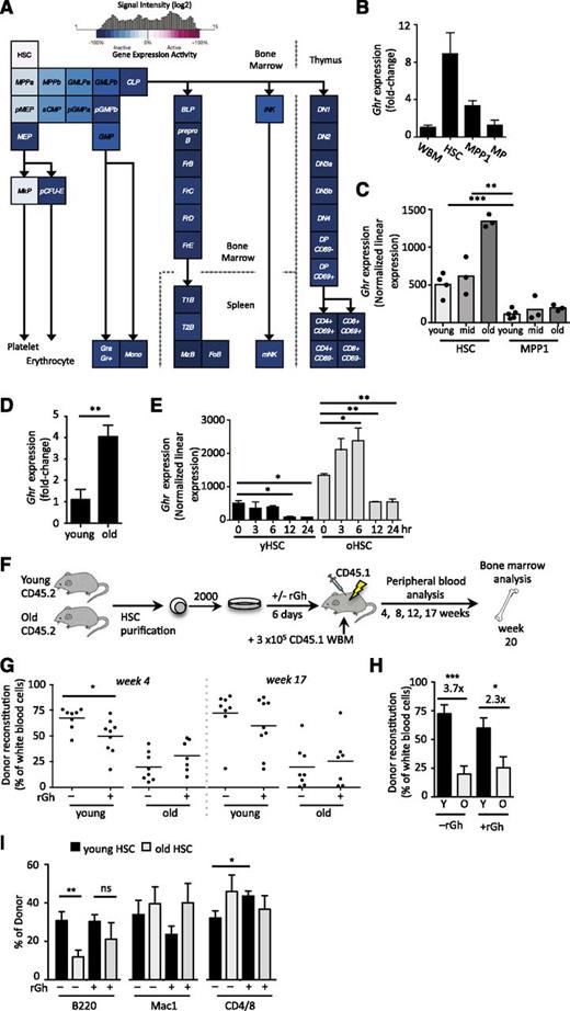 Figure 1. Dynamic regulation of Ghr on HSCs induces age-dependent effects upon ex vivo rGH stimulation. (A) Expression of Ghr in hematopoiesis in the indicated populations as revealed by microarray analysis. (B) Quantitative reverse-transcription polymerase chain reaction (qRT-PCR) of Ghr expression in HSCs (LSKCD34−Flk2−), multipotent progenitor-1 (MPP1; LSKCD34+Flk2−) and myeloid progenitors (MP) (Lin-Sca1−cKit+) young (4-month-old) mice. (C) Expression of Ghr in young, middle age, and old HSC (LSKFlk2−CD34−) and MPP1 (LSKCD34+Flk2–) populations. (D) The qRT-PCR of Ghr expression in young and old HSCs. (E) Ghr expression in young and old HSCs over 24 hours of ex vivo culture. (F) Experimental design of ex vivo rGh treatment of isolated young and old HSCs (LSKCD34−Flk2−CD150+) followed by in vivo functional analysis. (G-I) PB analysis after transplantation of rGh-treated or control-treated young and old HSCs showing (G) donor engraftment at 4 and 17 weeks posttransplant. (H) Fold-change in PB engraftment between by young and old untreated and rGh-treated HSCs at week 17 posttransplant. (I) Lineage reconstitution at 17 weeks posttransplant. Unpaired Student t test: *P < .05; **P < .01; ***P < .001. ns, not significant; WBM, whole BM.