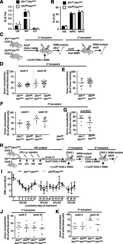 Figure 2. Ghr is dispensable for HSC function. (A-B) BM analysis of steady-state hematopoiesis in Ghrfl/fl;Vav1Cre/+ experimental and Ghr+/+;Vav1Cre/+ control mice showing BM frequency of (A) lineage marker negative, Sca1+, and c-Kit+ (LSK), MP, and common lymphoid progenitor (CLP) populations, and (B) LSK compartment including HSCs. (C) Experimental design for analysis of recipient mice competitively transplanted with Ghrfl/fl;Vav1Cre/+ and Ghr+/+;Vav1Cre/+ BM. (D-E) Primary transplant analysis showing (D) donor PB reconstitution and (E) donor BM reconstitution. (F-G) Secondary transplant analysis showing (D) donor PB reconstitution and (E) donor BM reconstitution. (H) Experimental overview of serial 5-FU exposure followed by competitive BM transplantation of Ghrfl/fl;Vav1Cre/+ experimental and Ghr+/+;Vav1Cre/+ control mice. (I) Analysis of white blood cell (WBC) counts after post-5-FU injection over the indicated time-course in Ghrfl/fl;Vav1Cre/+ (gray line) and Ghr+/+;Vav1Cre/+ (black line) mice. Arrows indicate time points of 5-FU injection. (J) The 1° transplant analysis showing donor reconstitution in PB at 4 and 16 weeks posttransplant. (K) Secondary transplant analysis showing donor reconstitution in PB at 4 and 16 weeks posttransplant. CBC, complete blood counts; i.p., intraperitoneal.