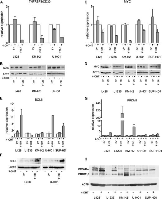Figure 2. Validation of GEP data. (A-H) Indicated genes were validated with Q-RT-PCR and immunoblot. cHL cell lines expressing FOXO1(A3)ER (F1ER) or EV were treated with 4-OHT for 24 hours. Q-RT-PCR data were analyzed by the comparative Ct method. RPL13A was used as reference. mRNA expression levels are shown as fold change relative to untreated cells. A 2-sided Student t test was used to estimate statistical significance between treated and untreated samples. For TNFRSF8, MYC, and PRDM1, P values were <.05 in all cell lines. For BCL6, P values were <.05 except for SUP-HD1 (P = .06). For immunoblot, ACTB was used as loading control.