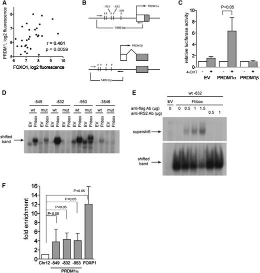 Figure 3. FOXO1 directly activates the PRDM1α promoter. (A) Positive correlation between expression levels of FOXO1 and PRDM1 in microdissected HRS cells. p, 1-tailed Student t test; r, Pearson correlation coefficient. Data were mined from http://www.ncbi.nlm.nih.gov/geo/; GSE39133. (B) Schematic diagram showing the promoter region of PRDM1α and PRDM1β. The FOXO1-binding motif TRTTTAY is indicated as F. The PRDM1β promoter is located within intron 3 of PRDM1α. Promoter regions were amplified using primers indicated as arrows and cloned into pGL4.20 luciferase reporter plasmid. (C) FOXO1 activates PRDM1α promoter. L428 cells expressing FOXO1(A3)ER were transiently transfected with empty pGL4.20 vector or vector containing PRDM1 promoter regions, together with ubi-Renilla as reference vector. A total of 2 hours later, cells were treated or were not treated with 4-OHT. Relative luciferase activity was measured 24 hours after transfection. A total of 3 independent experiments were performed. Data are shown as mean ±SD. P value was determined using Student t test. (D) EMSA indicates DNA-binding activity of FOXO1 to PRDM1α promoter. Nuclear extracts were obtained from HEK-293T cells expressing EV or the FOXO1 DNA-binding domain (Fhbox). The probes used contained wild-type (wt) or mutated (mut) FOXO1-binding motifs flanked by PRDM1α promoter region. Position of motifs is indicated. A representative of 2 independent experiments is shown. (E) Supershift assay using Flag antibody or nonspecific IRS2 antibody confirmed binding of Fhbox to wt probe −832. A representative of 2 independent experiments is shown. (F) FOXO1 binds to the PRDM1α promoter. L428 cells were transfected with bFOXO1 and BirA or with EV and BirA. Twenty-four hours later, cells were harvested and ChIP was performed as described in the “Chromatin Immunoprecipitation” section of the supplemental Experimental Procedures. The tested PRDM1α promoter regions are indicated. A FOXP1 enhancer region was used as positive control. The precipitated chromatin was quantified by Q-PCR. Data are shown as fold enrichment compared with the negative control region located on chromosome 12 (Chr12) (see also supplemental Experimental Procedures, “Chromatin Immunoprecipitation”). A total of 5 independent experiments were performed. Data are shown as the mean ±SD. For FOXP1, results from 4 experiments are shown.