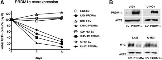 Figure 4. PRDM1α is a tumor suppressor in cHL. (A) PRDM1α is toxic to cHL cell lines. PRDM1α was ectopically expressed in cHL cell lines using the lentiviral SF-LV-cDNA-EGFP vector. Percentage of live GFP+ cells expressing PRDM1α or EV was measured by flow cytometry. Percentage on first day of measurement (day 0) was defined as 100%. The data are shown as mean of 3 independent experiments. P value was determined by a 2-sided Student t test, P < .05. (B) PRDM1α represses MYC in cHL cell lines. L428 and U-HO1 cells were transduced with lentiviral vector expressing PRDM1α or with EV and were sorted 4 to 5 days later. PRDM1α and MYC protein levels were analyzed by immunoblot.