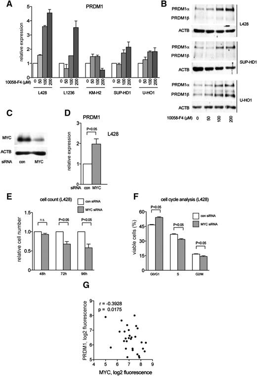 Figure 5. MYC represses PRDM1 in cHL. (A-B) cHL cell lines were treated with the small molecular weight MYC inhibitor 10058-F4 for 24 hours. Control cells were treated with equal volumes of DMSO. PRDM1 expression was determined by (A) Q-RT-PCR and (B) immunoblot. (C-F) L428 cells were transiently transfected with control siRNA (con) or siRNA against MYC. (C) Knockdown of MYC was confirmed 48 hours after transfection. (D) PRDM1 expression levels were measured by Q-RT-PCR 24 hours after transfection with siRNA. The experiment was repeated 3 times. The data are shown as mean ±SD. P value was determined using Student t test. (E) L428 cells were counted at indicated time points after transfection with con or MYC siRNA. Two independent experiments were performed. n.s., not statistically significant; P value was determined using Student t test. (F) The effect of MYC knockdown on cell-cycle distribution was measured by propidium iodide staining 48 hours after transfection with control (con) or MYC siRNA. Two independent experiments with 3 technical replicates each were performed. Data are presented as mean ±SD. P value was determined using Student t test. (G) Negative correlation between expression levels of MYC and PRDM1 in microdissected HRS cells from 29 cases. Data were mined from http://www.ncbi.nlm.nih.gov/geo/; GSE39133. ; p, 1-tailed Student t test; r, Pearson correlation coefficient.