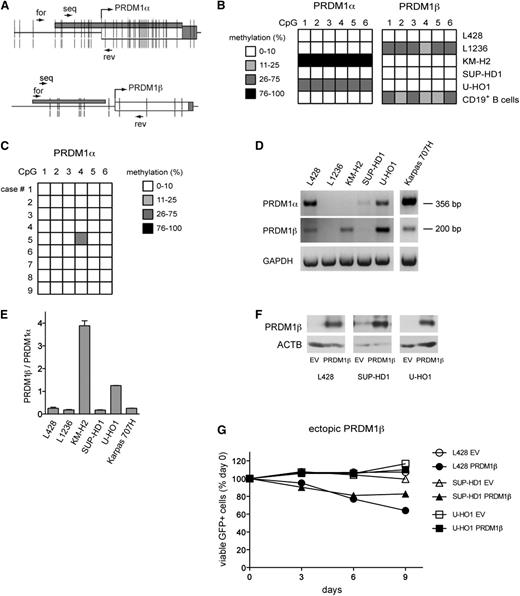Figure 6. The role of promoter methylation and PRDM1β expression in PRDM1α inhibition. (A) Schematic diagram showing PRDM1α and PRDM1β promoter CpG island (gray horizontal bar). CpG-dinucleotides (vertical lines), amplification primers (forward and reverse arrows) and sequencing (seq) primer at PRDM1α and PRDM1β promoters are depicted. The broken arrow indicates start of transcription. (B) Bisulfite pyrosequencing analysis of PRDM1α and PRDM1β promoter in cHL cell lines and normal tonsillar CD19+ B cells. The methylation intensity is shown by color coding. (C) Bisulfite pyrosequencing analysis of PRDM1α promoter in microdissected HRS cells of 9 cHL cases. (D) PRDM1β is upregulated in cHL cell lines. End point RT-PCR analysis of PRDM1α and PRDM1β expression in cHL and MM cell lines using PRDM1α and PRDM1β specific primers. GAPDH was used as a reference gene. (E) PRDM1β/PRDM1α ratio in cHL and MM cell lines were measured by TaqMan Q-RT-PCR using PRDM1α and PRDM1β specific primers. (F-G) PRDM1β has reduced toxicity to cHL cell lines as compared with PRDM1α. cHL cell lines were transduced with lentiviral SF-LV-cDNA-EGFP vector expressing PRDM1β or EV. (F) PRDM1β protein expression in transduced cell lines is shown by immunoblot. (G) Percentage of live GFP+ cells was monitored over 9 days by flow cytometry as described in Figure 4A. Data are presented as mean of 2 independent experiments.