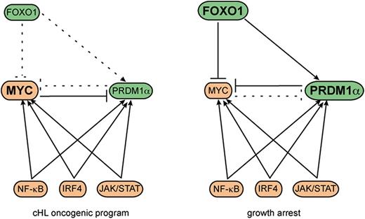 Figure 7. Model–FOXO1 repression in cHL contributes to a block of PC differentiation and is required for high MYC expression. In the absence of FOXO1, JAK/STAT, NF-κB, and IRF4 are not able to induce PRDM1α expression at high levels in cHL. Instead, MYC expression is high. Thus, downregulation of FOXO1 shifts PRDM1α–MYC balance toward MYC, thereby facilitating transformation or maintenance of the cHL oncogenic program. FOXO1 reactivation initiates a negative feed-forward loop resulting in high PRDM1α levels and MYC repression.
