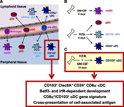 A novel culture system to efficiently generate the equivalent of peripheral tissue CD103+ cDCs from mouse bone marrow. (A) Four major DC subsets are recognized in vivo. In the steady state, plasmacytoid DCs (pDCs), CD11b+ conventional DC (cDCs) and CD8α+/CD103+ cDCs are present in lymphoid and peripheral tissues, whereas monocyte-derived DC (moDCs) are almost exclusively found in the periphery. (B) Two culture systems that are widely used to generate DC subsets from mouse bone marrow. Culture in GM-CSF produces monocyte-derived DCs. Cultures based on FLT3L yield 3 subsets: pDCs, CD11b+ cDCs, and an equivalent of the CD8α+/CD103+ cDC lineage. A drawback of this system is the limited overlap in surface markers between CD8α+/CD103+ cDCs and their in vitro equivalent. These cDCs are identified based on CD24 expression but do not express CD8α and express only very limited CD103. (C) In this issue of Blood, Mayer et al show a novel method to generate in vitro CD103+ cDCs. By 16 days of culture in the presence of FLT3L and GM-CSF, a 90% pure population of CD103+ Clec9A+ cDCs can be obtained. These cells resemble the in vivo peripheral CD103+ cDC subset based on phenotypic markers, transcription factor dependency, gene expression profile, and functional abilities.