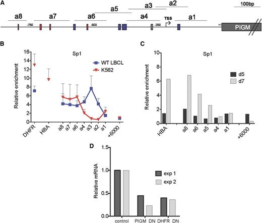 Figure 2. Differential binding of Sp1 to the −270GC-rich box in erythroid and B cells. (A) Schematic of PIGM promoter. a1 to a8 are amplicons of the PIGM promoter used in chromatin immunoprecipitation analysis. The gray box denotes the position of the experimentally validated Sp1 binding site mutated in IGD at position −270 from ATG. Red and blue boxes correspond to predicted GATA1 and Sp1 binding sites, respectively. (B) Sp1 binding at the length of the PIGM promoter in WT LBCL and K562 cells. DHFR and α-globin represent amplicons in the promoter region of the respective genes and are shown as positive controls. +6000bp represents an amplicon 6 kbp downstream of the ATG start codon of PIGM and is shown as a negative control. n = 5 to 6 independent experiments. (C) Sp1 binding at the PIGM promoter in primary erythroid precursor cells. Sp1 binding was assessed in d5 and d7 cord blood–derived erythroid precursors by chromatin immunoprecipitation quantitative polymerase chain reaction. Results are presented as fold enrichment over immunoglobulin G control (n = 1). (D) The impact of a dominant-negative (DN) form of Sp1 on PIGM transcription in K562 cells. Cells were transduced either with a green fluorescent protein (GFP)-expressing retrovirus containing a complementary DNA encoding a DN form of Sp1 or with a no-insert GFP control. mRNA levels were assessed by qRT-PCR in flow-sorted purified cells 48 hours later and normalized against GAPDH. The graph shows PIGM and DHFR mRNA levels in cells transduced with the GFP-DN Sp1 construct relative to GFP-only control. Two independent experiments are shown.