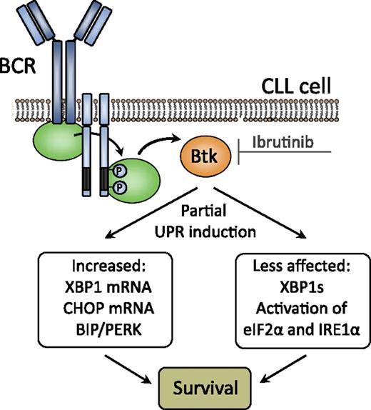 BCR signaling through BTK (which is targeted by the small molecule inhibitor ibrutinib) induces partial UPR activation in CLL, resulting in increased CLL cell survival. XBP1s, XBP1 active splice variant.