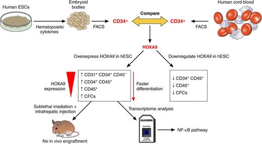 Schematic representation of work undertaken by Ramos-Mejía et al to uncover the function of HOXA9 during hESC differentiation to blood cells. Professional illustration by Patrick Lane, ScEYEnce Studios.