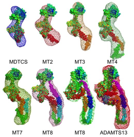 Figure 1. Ab Initio Models of ADAMTS13 Variants