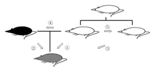 Figure 1. CFSE labeled donor splenic lymphocytes were infused to recipients of different kinships