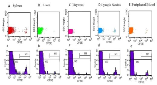 Figure 2. The donor cells distribution according to different tissues in a case of mother¡¯ to child group infusion after 120 hours.