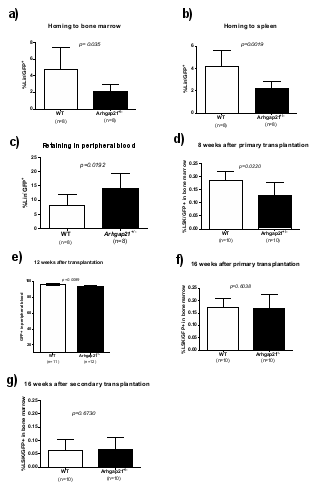 Figure 1. Reduced homing and short term reconstitution in Arhgap21+/- recipients. Bone marrow cells from GFP+ mice were injected into wild-type and Arhgap21+/- sublethally irradiated mice. 19 hours after the transplant, a decreased homing was observed to both bone marrow (a) and spleen (b) together with an increase of retained peripheral blood (c) Lin-GFP+ cells. In serial bone marrow transplantation, Arhgap21+/- presented reduced bone marrow LSK GFP+ cells 8 weeks (d) and peripheral blood GFP+ cells 12 weeks (e) after primary transplantation, though not 16 weeks after primary (f) and 16 weeks after secondary (g) transplantations. The result is expressed by means ±SD of 2 independent experiments.