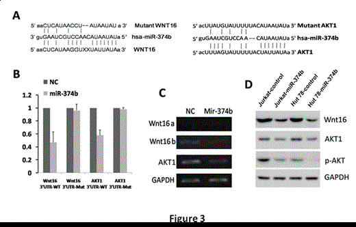 Figure 3:. Wnt16 and AKT1 are direct targets of miR-374b