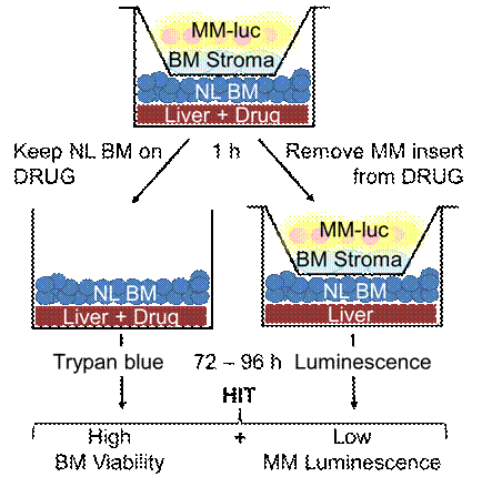 Figure 1:. Sandwich Three Organ System Assay