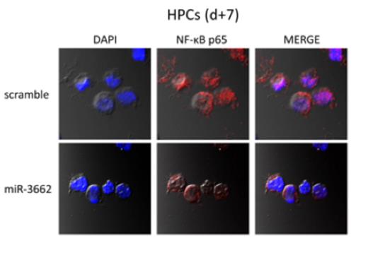 Figure 2. Cellular localization of NFĸB in miR-3662 vs. scramble-infected HPCs.