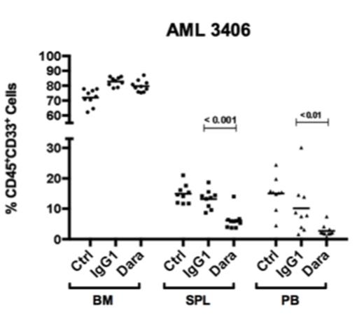 Figure 1:. Effect of daratumumab treatment on AML 3406 leukemia burden: