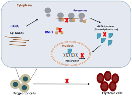 Summary Figure:. RNH1 is recruited to ribosomal complex and is involved in translation of erythroid specific transcription factors (TF) e.g.GATA1. These TFs are necessary for differentiation of progenitor cells in to erythroid cells. RNH1 deficiency impairs the translation of GATA1 and other erythroid-specific transcription factors, which leads to arrest in erythroid maturation.