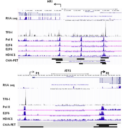 Figure 1. Diagram of the HRI and ATF3 gene loci showing interactions of TFII-I, Pol II, E2F4, E2F6, and HDAC1 as well as RNA seq, and Pol II ChIA-PET data. The ChIA-PET data show interactions of chromatin fragments that have Pol II bound. The arrows indicate the direction of transcription of the HRI gene and from the two promoters of the ATF3 gene (P1 and P2).