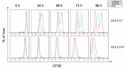 Figure 1. Loss of IRF8 decreased the proliferation of DLBCL cells in vitro.