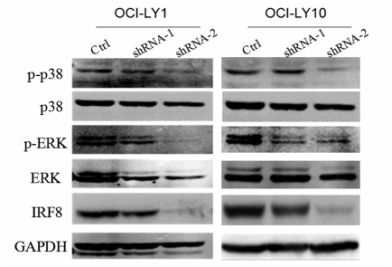 Figure 2. Loss of IRF8 decreased the phosphorylation of p38 and ERK in DLBCL cells.