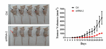 Figure 3. Loss of IRF8 decreased the growth of DLBCL in vivo.
