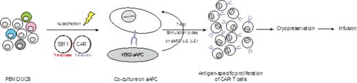 Figure:. Manufacture of CD19-specific T cells from peripheral and umbilical cord blood mononuclear cells by electro-transfer of SB plasmids and selective propagation of CAR+ T cells on AaPC/IL-2/IL-21.