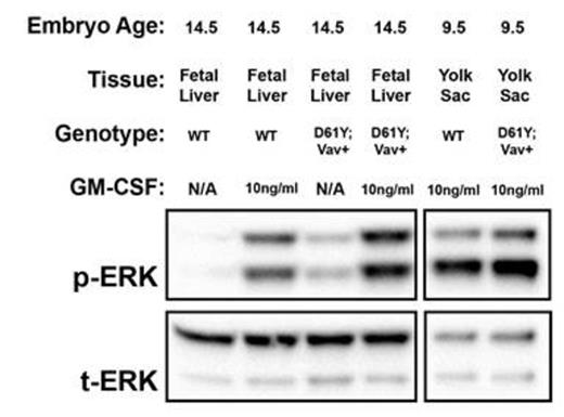 Figure 2. Western blot analysis demonstrates hyperactive Ras-Erk signaling in E14.5 fetal liver and E9.5 yolk sac progenitors from PTPN11D61Y/+; VavCre+ embryos. Cultured progenitors were starved overnight and stimulated with GM-CSF for 60min prior to protein extraction. p, phosphorylated protein; t, total protein; WT, wild type.