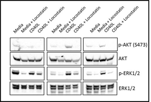 Figure 2. Locostatin inhibits AKT and ERK1/2 phosphorylation in CLL cells cultured in media or on a CD40L-expressing fibroblast monolayer.