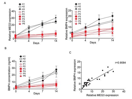 Figure. Expression level of MEG3 and target gene BMP4 during osteogenic differentiation of MSCs from myeloma patients and normal donors.