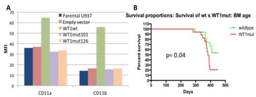 Figure:. (A) U937 cells expressing wild type WT1 spontaneously differentiate, demonstrated here by gain of monocytic markers CD11a and CD11b as measured by flow cytometry, whereas cells expressing mutant WT1 vectors 101 and 126 remain undifferentiated. (B) Mice transplanted with WT1mut bone marrow have inferior survival compared to mice transplanted with wild type bone marrow.