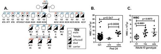Figure 1. A. Flt3-ITD Pedigree 24 indicating affected mice and genotyping for the Ndufa10 mutation. +/+=Ndufa10 wt, m/+=Ndufa10 heterozygous mutant. B. WBC counts for male mice from Pedigree 24 at 15-17 weeks (+/+, n=3; m/+, n=8). WBC from ENU G1 mice are shown as a comparison (G1, n=75). C. WBC counts for male mice on a wildtype C57 background at 16-18 weeks. +/+=Ndufa10 wt (n=7), m/+=Ndufa10 heterozygous mutant (n=8), m/m=Ndufa10 homozygous mutant (7).