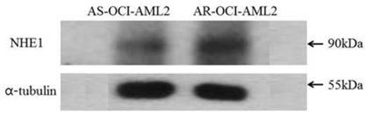 Figure 1. Western blot analysis showed higher level of expression of Na/H exchanger I in AR-AML-OCI2 cells than AS-AML-OCI2 cells.