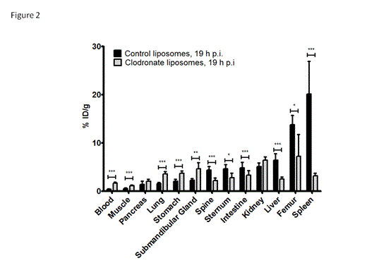 Figure 2:. Biodistribution of Asparaginase in control and clodronate pretreated mice.