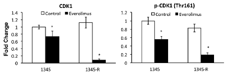 Figure 1. Loss of CDK1 in ALL xenograft cells resistant to everolimus following treatment. Western blotting of protein lysates for total CDK1 and phospho-CDK1 (Thr161). Blots run with 3 biological replicates and p-values calculated by students t-test. p<0.05.