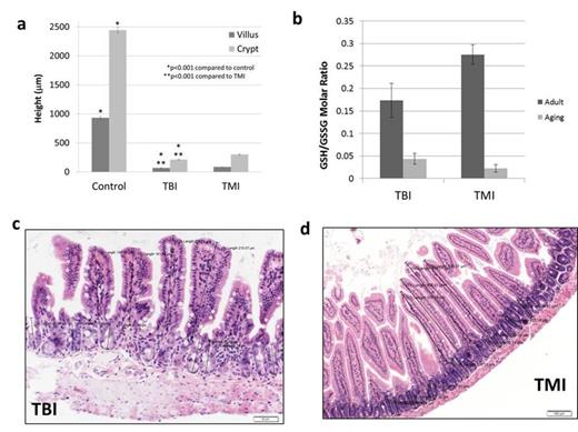 Figure 2. (a) Differences in villus height and crypt depth between treatment groups, (b) differences in oxidative stress as measured by GSH/GSSH ratio, (c) H&E stain of intestine from TBI recipient, and (d) H&D stain of intestine from TMI recipient.