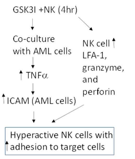 Figure 1. Model of how GSK3 inhibition leads to hyperactive NK cells. GSK3I - GSK3 inhibitor