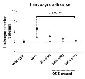 Figure 2:. Leukocyte adhesion (2A) and emigration (2B) in QUE treated Berk mice at 50, 100 and 200mg/kg doses compared to untreated Berk and wild type.
