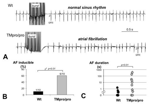 Figure 1:. Enhanced AF inducibility and prolonged AF duration in TMpro/pro mice. Transesophageal stimulation was used to test AF inducibility. A surface electrocardiogram (lead I, sampled at 2.5 kHz) was recorded to detect AF. A) Traces show an example of a Wt mouse, returning to normal sinus rhythm immediately after the burst (upper panel) and a TMpro/pro mouse, showing a 3s episode of AF before returning to sinus rhythm (lower panel). In both cases, the first P wave observed after the burst is indicated. B) AF was inducible in 1 out of 10 Wt mice and 6 out of 10 TMpro/pro mice. C) Distribution of the longest AF episode duration observed in each Wt and TMpro/pro mouse.