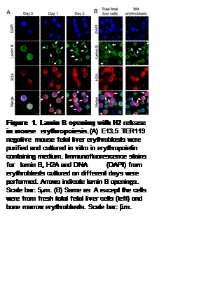 Figure 1. Lamin B opening with H2 release in mouse erythropoiesis. (A) E13.5 TER119 negative mouse fetal liver erythroblasts were purified and cultured in vitro in erythropoietin containing medium. Immunofluorescence stains for lamin B, H2A and DNA (DAPI) from erythroblasts cultured on different days were performed. Arrows indicate lamin B openings. Scale bar: 5mm. (B) Same as A except the cells were from fresh total fetal liver cells (left) and bone marrow erythroblasts. Scale bar: 5mm.
