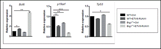 Figure 2. Targeted deletion of Btg1 cooperates with ETV6-RUNX1 in regulating critical effector pathways implicated in leukemia. Relative expression levels of Bcl6, Tp53 and p19arf in empty control (Ctrl) and ETV6-RUNX1 transduced wild-type and Btg1-deficient fetal liver-derived hematopoietic progenitor cells by real-time PCR and normalized to the expression of the housekeeping gene TATA box binding protein (TBP). Data represent the mean and SEM of three independent experiments. *, P< 0.05, **, P< 0.01, ***, P< 0.001.