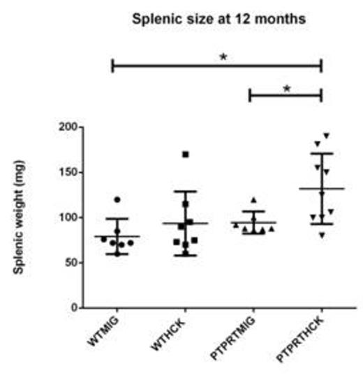 Fig 3. Splenic size of recipient mice at 12 months. PTPRTHCK recipients had a larger splenic size compared to others, although this was just outside statistical significance when compared to WTHCK.