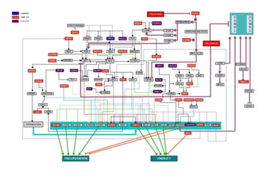 Figure 1. Predicted Dysregulated Pathways in MDS-L Cells. MDS-L genomic data was used to generate a map of dysregulated pathways. NRAS mutation is highlighted in blue with mapping of consequent downstream effects. High Copy Number (CN) in red and Low (CN) mutations in purple are also mapped with predicted downstream pathway effects. The totality of dysregulated pathways is predicted to converge on increased cell proliferation and increased cell viability. FDA-approved drugs predicted to impact dysregulated pathways (i.e., celecoxib and nelfinavir) are also shown in the map at critical impact points.