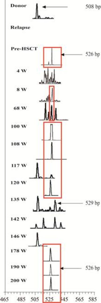 Figure 3. The The CDR3 spectratyping of Vδ3 T cells in the samples of donor and recipient at different time points post-HSCT. The red boxes indicated the clonally expanded Vδ3 T cell clone with 526 bp which contained the same sequence confirmed by PCR product direct nucleotide sequencing.