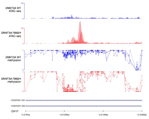 Figure 1. WGBS (bottom tracks) and chromatin accessibility (ATAC-seq, top tracks) from 3 primary AML samples with the DNMT3A R882H mutation (in red) and 3 with no DNMT3A mutation (in blue) at a hypomethylated locus within the HS3ST3B1 gene.