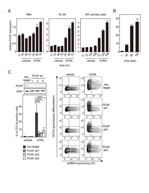 Figure 1. (A) PCAF mRNA induction in ATRA-treated NB4, HL-60, and APL primary cells. (B) PCAF induction in the bone marrow of APL patients during the ATRA-containing chemotherapy. Day 1 represents the mRNA level prior to the treatment. (C) PCAF knocked-down in HL-60 cells by 3 independent shRNA against PCAF or non-targeting shRNA (control) (Upper left). PCAF knocked-down cells lack a capacity to differentiate into granulocytes (CD11b positive cells) by ATRA-treatment (***; p<0.001, n=3) (lower left, and right).
