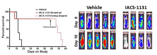 Figure 1. Treatment with IACS-1131 prolongs survival in a OCI-AML3 xenograft model. Luciferase-expressing OCI-AML3 cells were injected in the tail vein of NSG mice. On day 16 after injection, engraftment was confirmed and mice were randomized on the basis of IVIS-based imaging of luciferase activity after luciferin injection. For the next 58 days, mice received either vehicle or 60 mg/kg/day of IACS-1131 via oral gavage. Mice were sacrificed when body weight was reduced by >20% or for signs of morbidity. Right, bioluminescence imaging before (D0) and 10 days after 1 st dose; left survival.