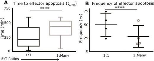 Figure 1. Frequency and kinetics of effector apoptosis are dependent on functional activation provided by varying numbers of tumor cells. (A) Box and whisker plots (extremities indicate range) of the distribution of time to AICD of single CAR+ T cells after target cell killing. (B) Donor variation in the average frequencies of apoptotic killer CAR+ T cells. P-values were computed using an unpaired two-tailed t-test (n=4).