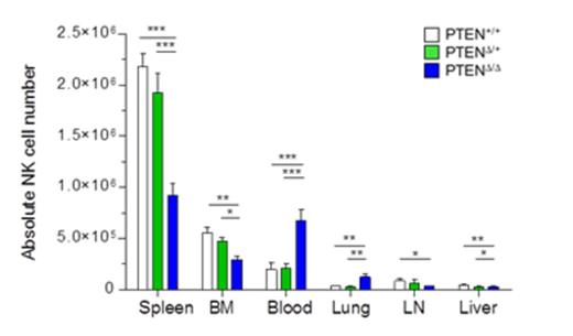 Figure 1. NK-specific PTEN-deficient mice re-distribute NK cells among NK cell compartments.