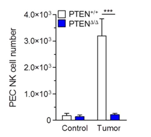 Figure 3. Intravenous adoptively transferred PTENΔ/Δ NK cells are unable to migrate to peritoneal lymphoma. Control or PTENΔ/Δ NK cells were i.v. transferred with RMA/S challenge i.p. into RAG2-/-γc-/- hosts. Peritoneal exudate cells (PECs) were isolated after 48 hours.